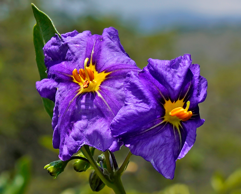 Two purple Lycianthes lycioides flower with a yellow center and orange anthers