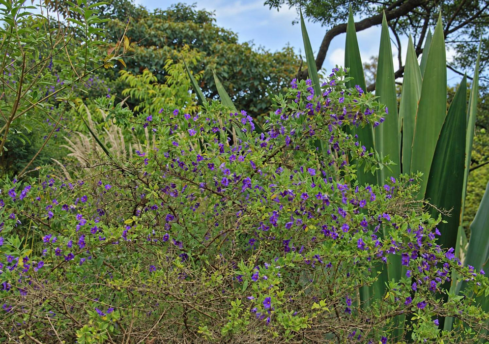Lycianthes lycioides Large Flowering Shrub Spreading Lycianthes lycioides shrub covered with small purple star-shaped flowers