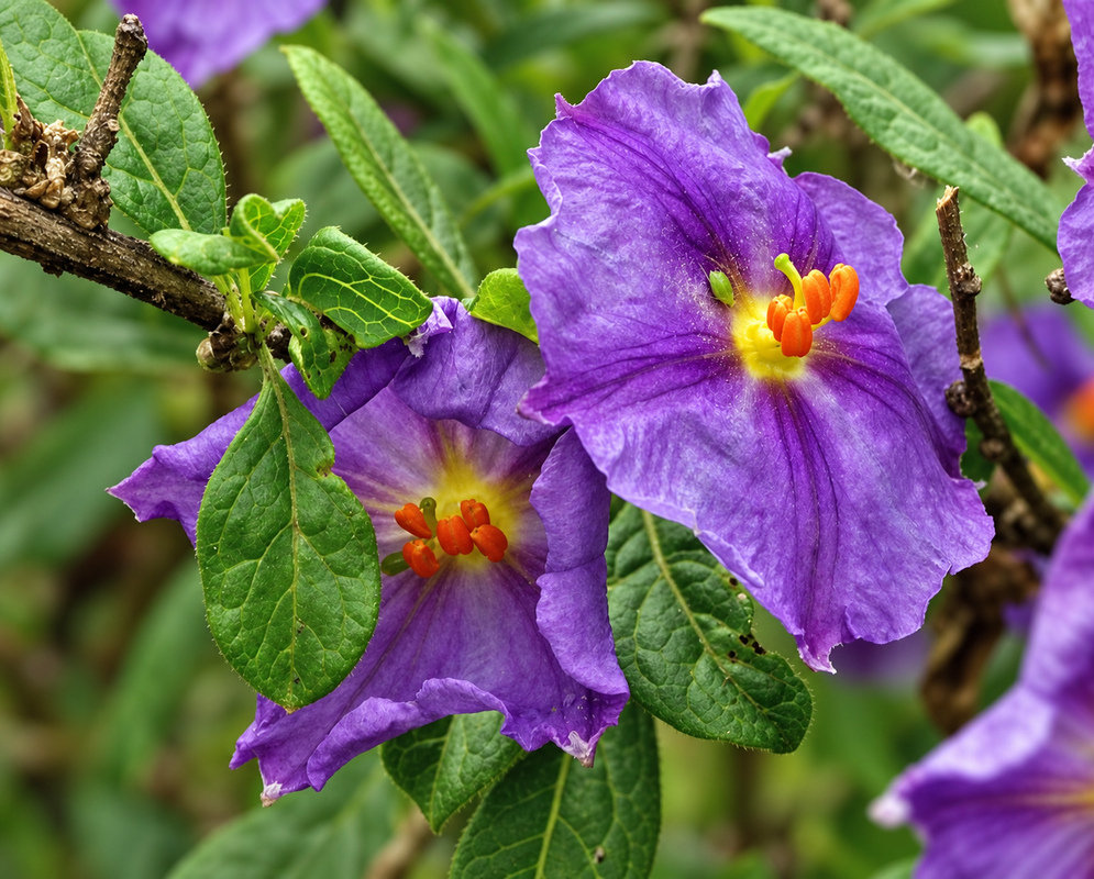 Purple Lycianthes flowers have yellow centers and orange anthers among green leaves and woody branches