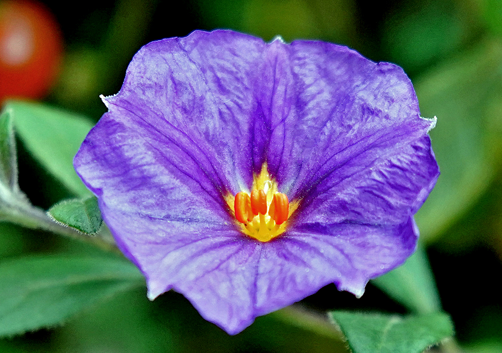 A purple Lycianthes lycioides flower with a yellow center and orange anthers