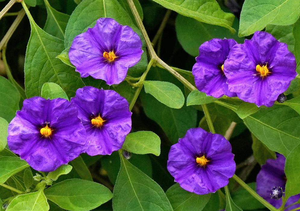 Purple Lycianthes rantonnetii flowers with yellow centres open among green leaves