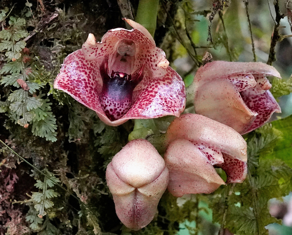 Fleshy pink-brown Lycomormium ecuadorense flowers have deep pink spotted lips beside tree bark