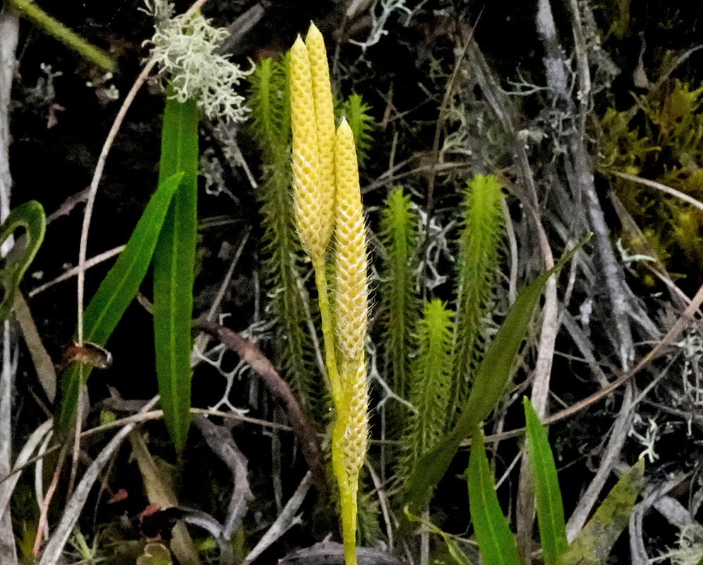 Yellow-green Lycopodium clavatum spore cones rise above slender leafy upright stems