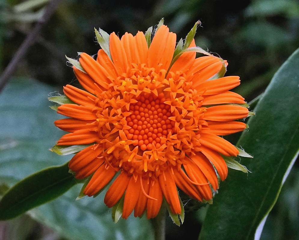 Lycoseris mexicana orange flower