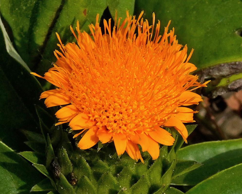 A vivid orange Lycoseris triplinervia flower head has a dense centre of narrow florets