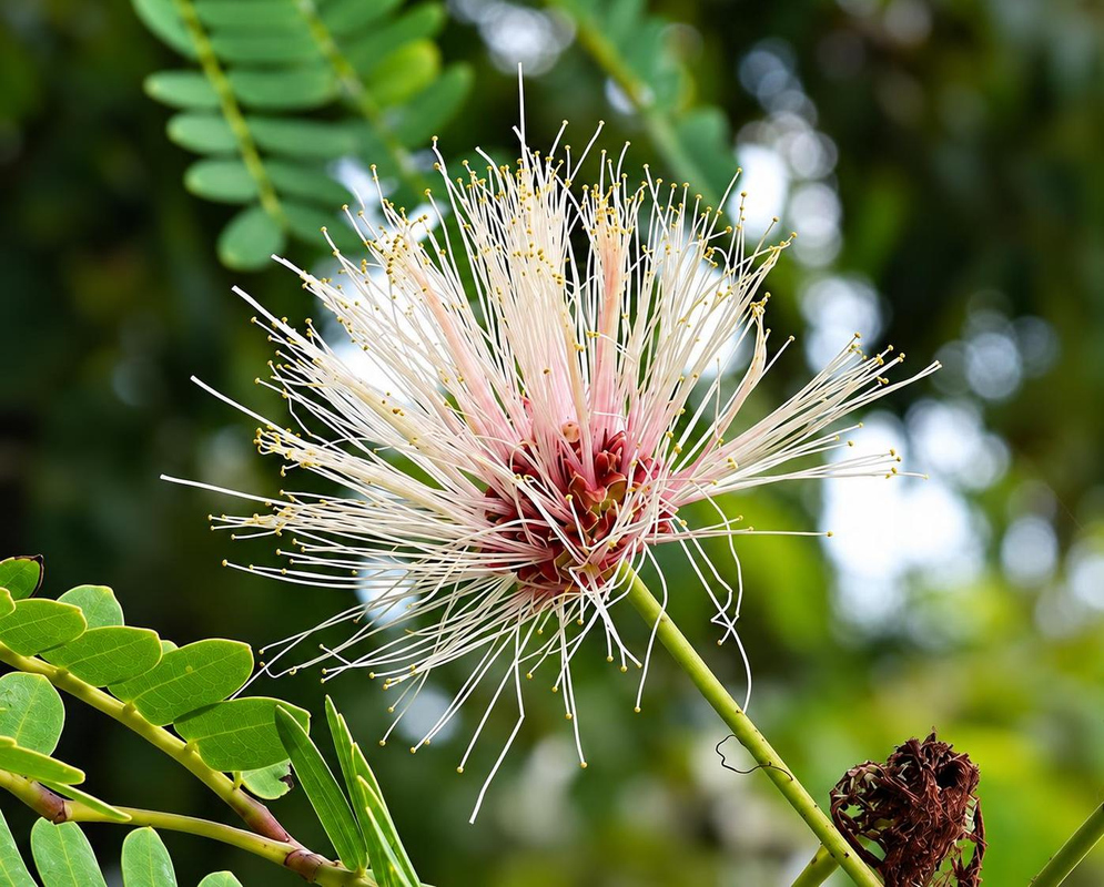 A pale pink and white Lysiloma latisiliquum flower head spreads long fine stamens