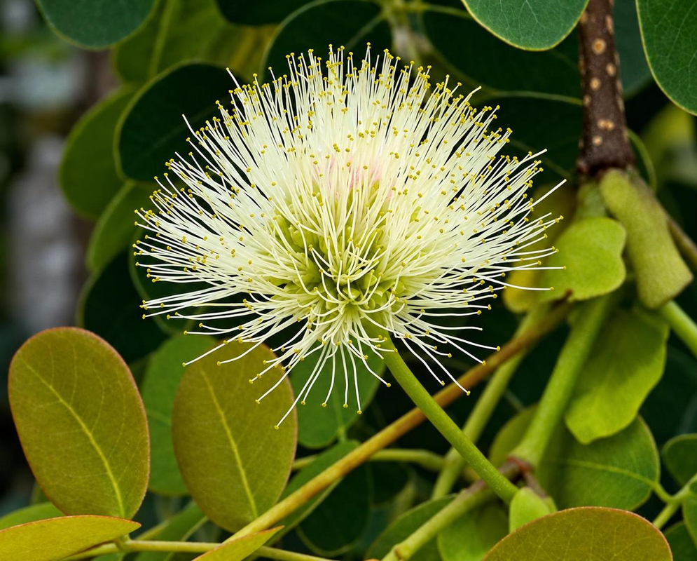 A rounded Lysiloma sabicu flower head spreads fine creamy white stamens beside green leaves