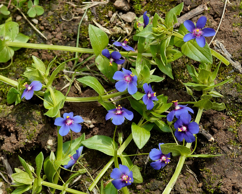 Small blue Lysimachia arvensis flowers with pinkish centres open along low green stems