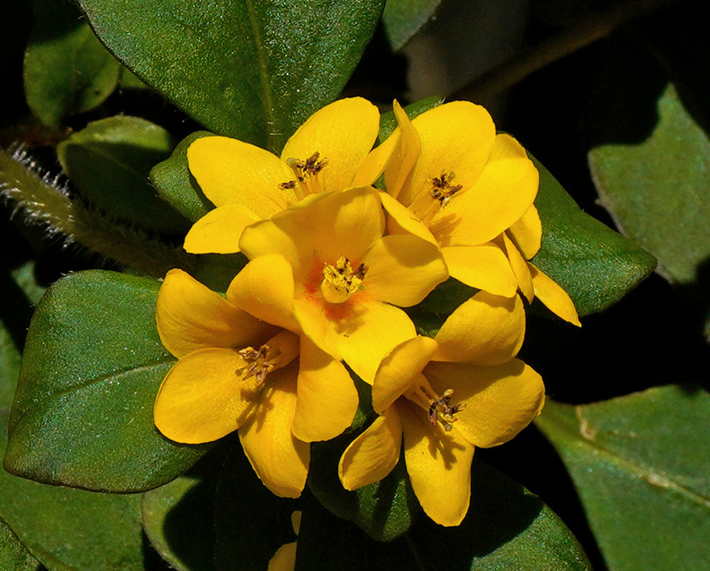Yellow Lysimachia congestiflora flowers with reddish centres form a tight cluster