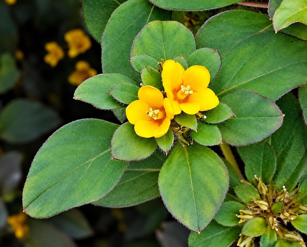 Small golden yellow Lysimachia procumbens flowers cluster above broad green leaves