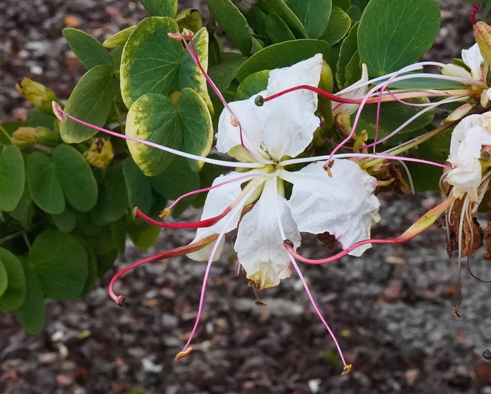 Lysiphyllum hookeri has white flowers with long pink-red stamens beside paired rounded green leaflets