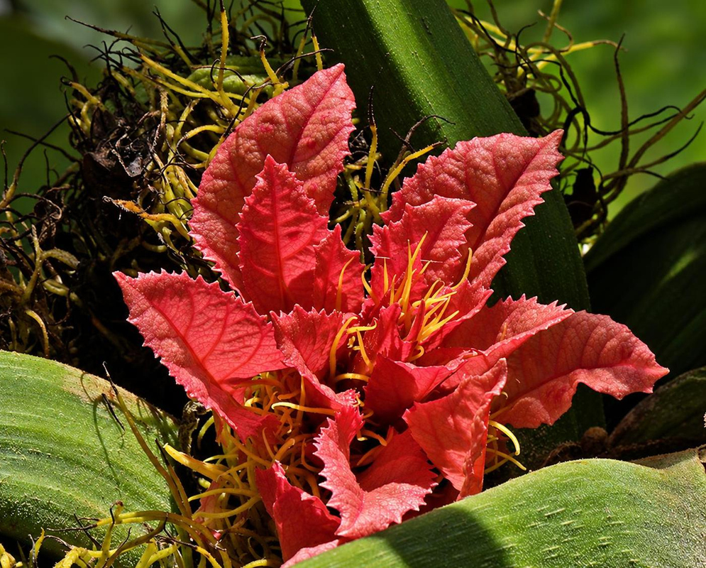 Red Macaranga grandifolia structures and slender yellow-red stems rise above large green leaves