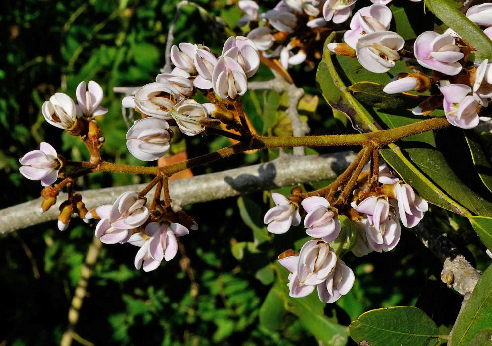 Pale lilac Machaerium biovulatum pea-shaped flowers form branching clusters beside green foliage