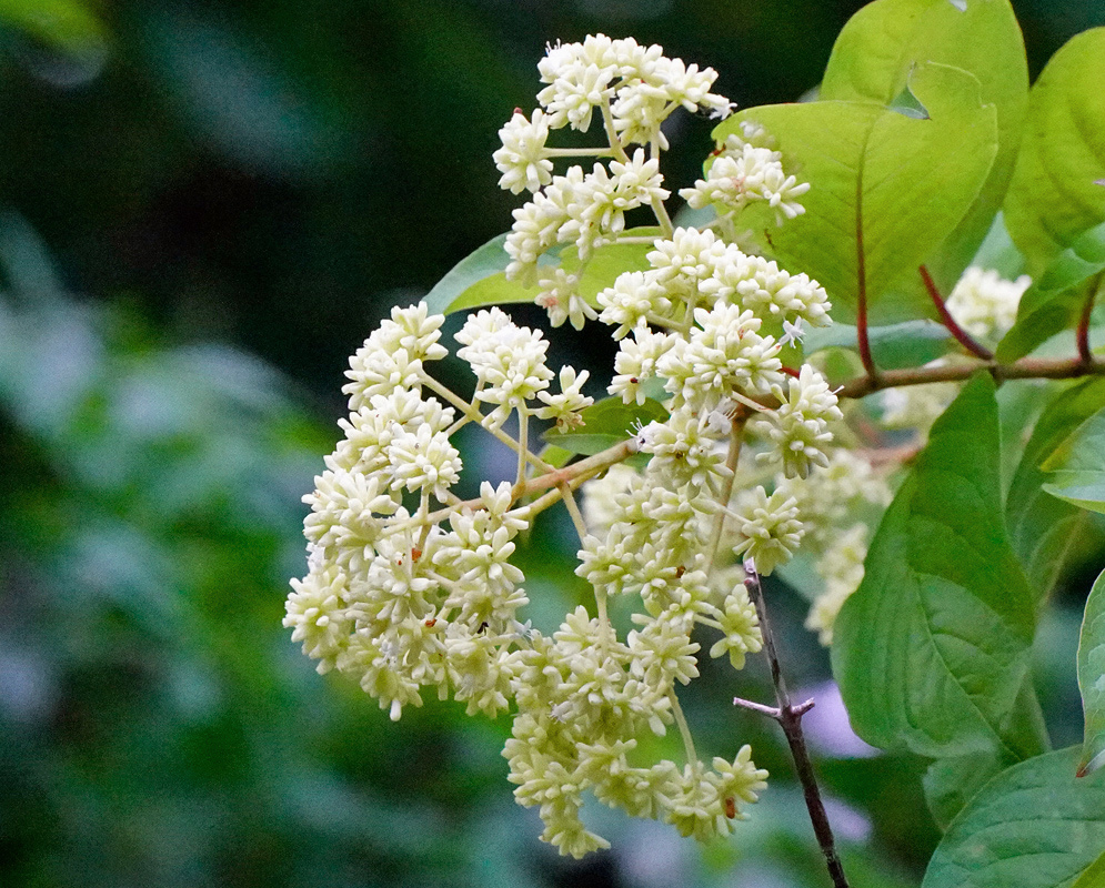 Small creamy white Machaonia martinicensis flowers cluster along branching stems beside green leaves