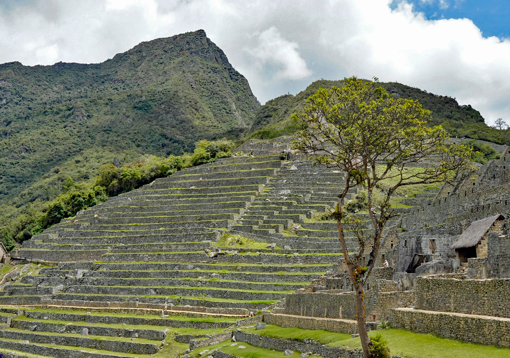 Machu Picchu Ruins Inca Wide view of Machu Picchu's stone terraces and tree-lined slopes nestled beneath forested Andean peaks