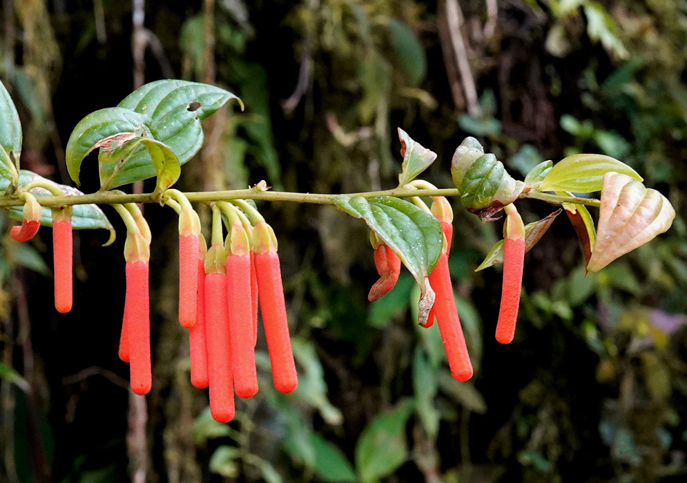 Long coral-red Macleania bullata flowers hang in a row beneath a leafy branch