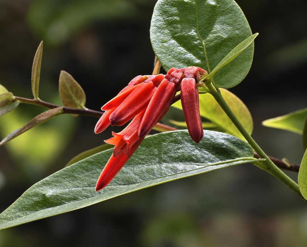 Slender red Macleania insignis flowers cluster beneath a glossy green leaf