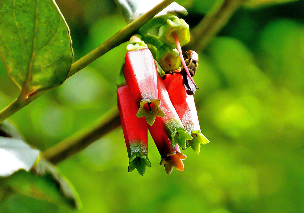 A small cluster of red Macleania macrantha flowers with green sepals and green pedals