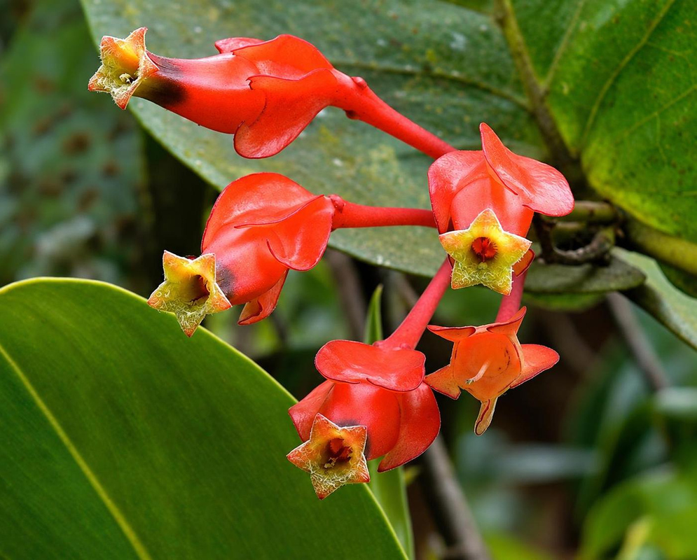 Orange-red Macleania pentaptera flowers have broad flared calyces and greenish tips