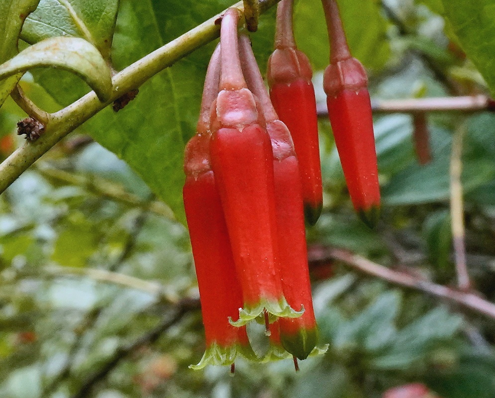 Pendant red Macleania flowers with green tips beside broad green leaves
