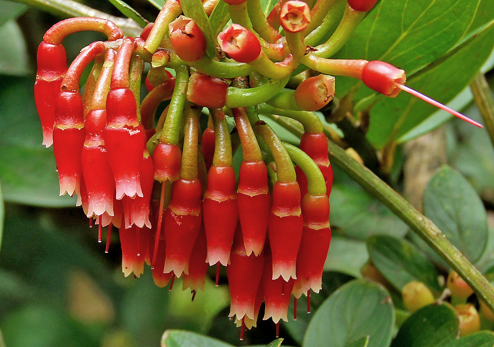 A Macleania rupestris cluster of red sepals and red flowers with small pinkish white petals