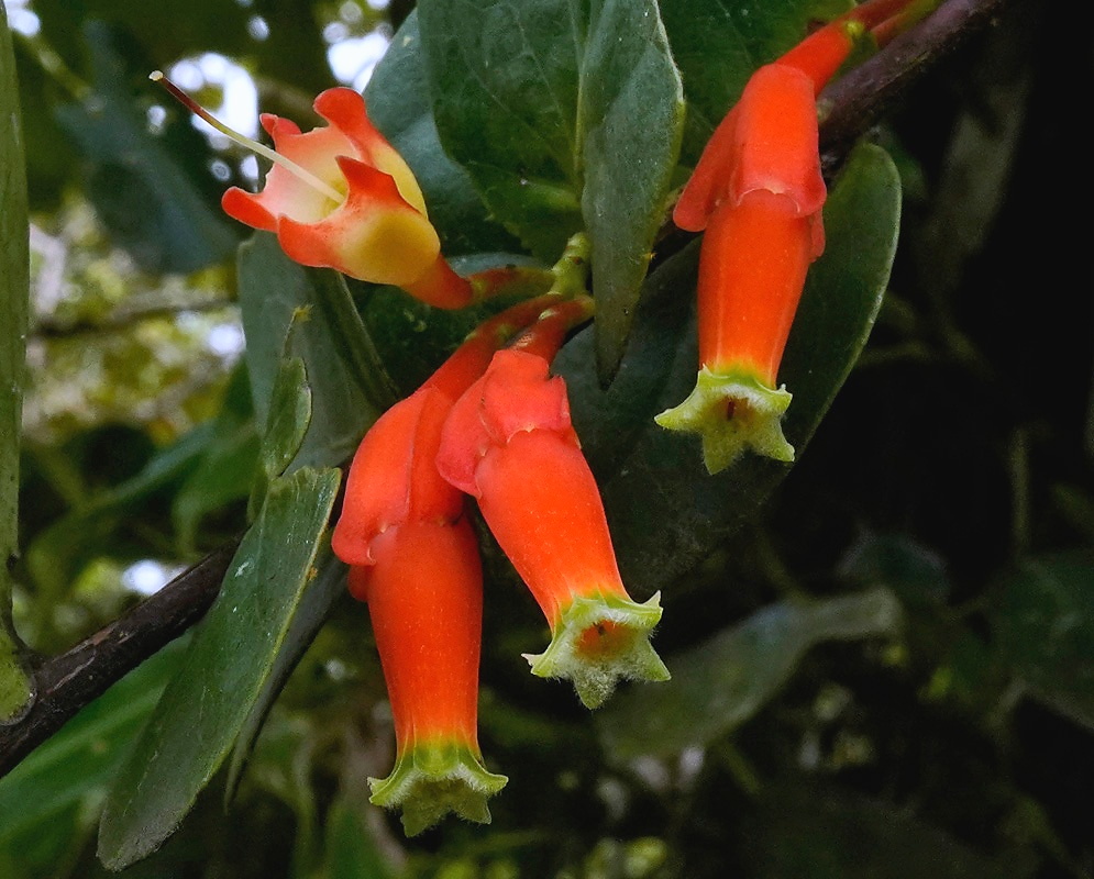Macleania smithiana orange tubular flowers with green lobes among dark green leaves