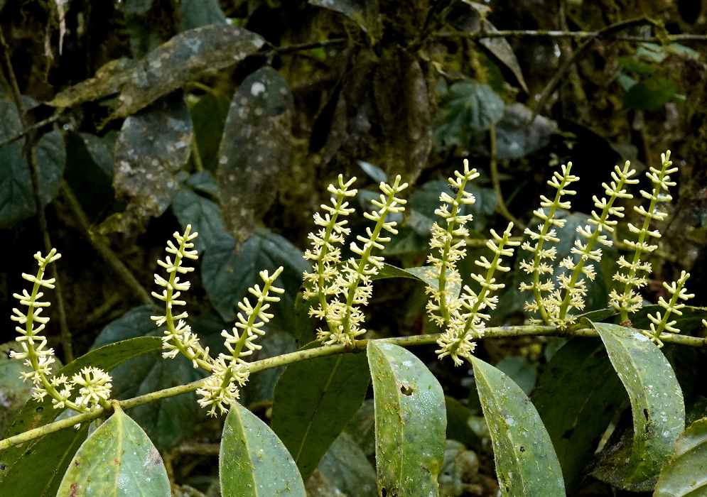 Pale yellow-green Maclura tinctoria flower spikes rise beside narrow pointed leaves