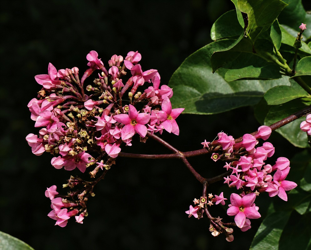 Pink Macrocnemum roseum flowers with slender tubes and spreading lobes form branching clusters