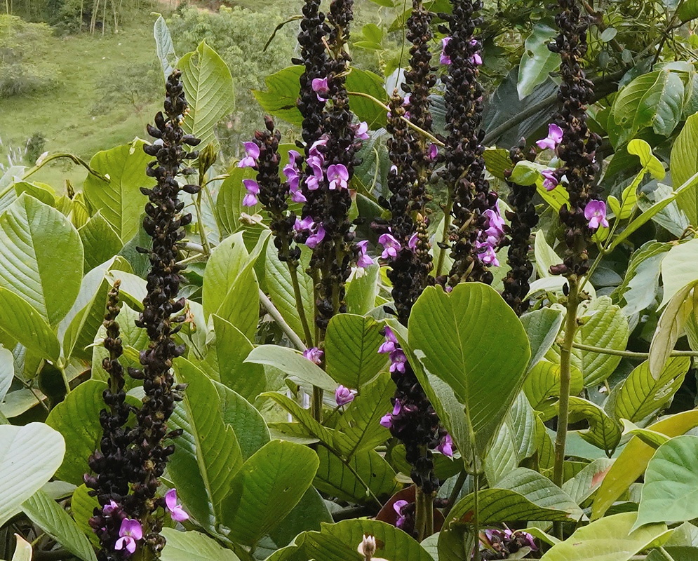 Macropsychanthus comosus plant habit and foliage