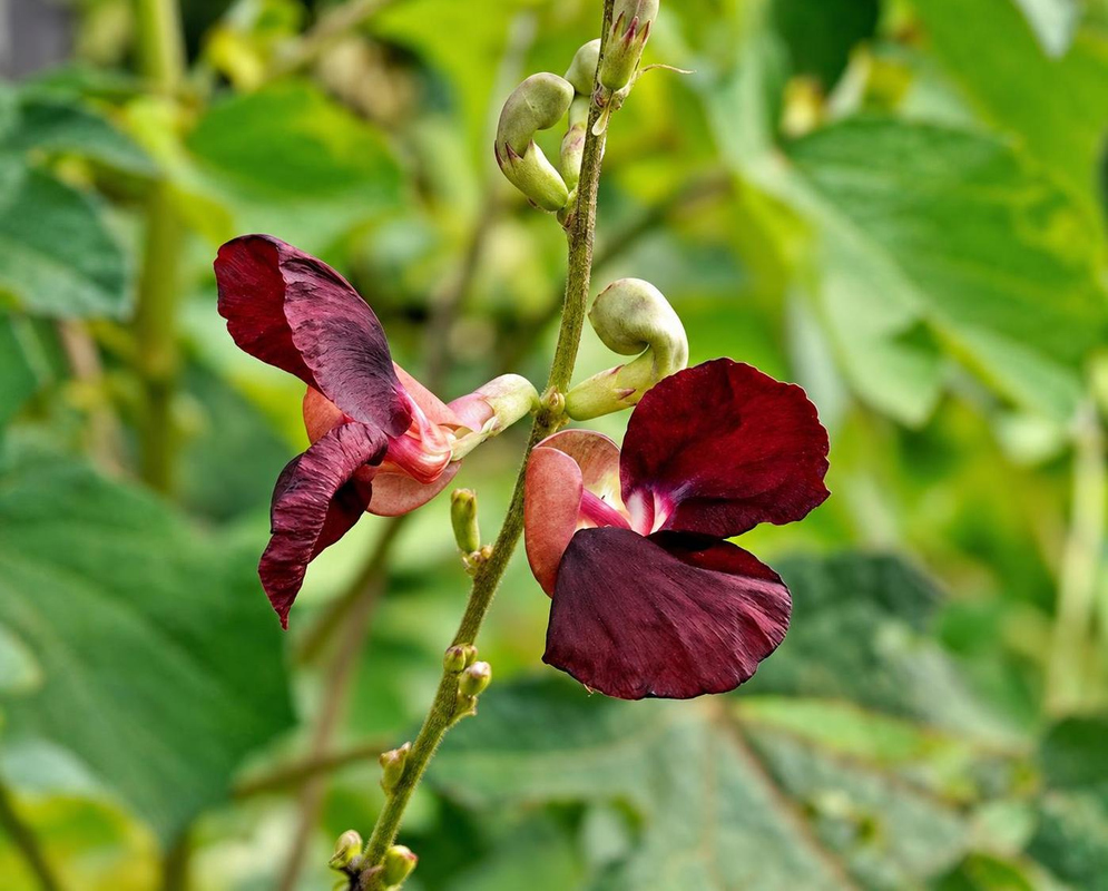Deep burgundy Macroptilium atropurpureum flowers spread broad wing petals along an upright stalk