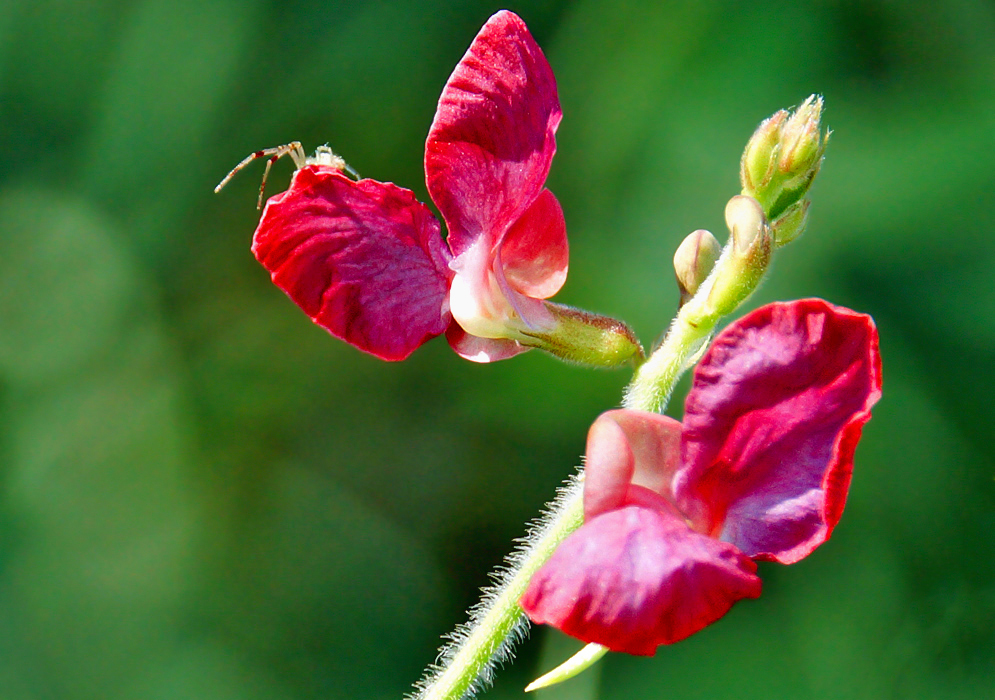 Purplish red Macroptilium lathyroides flowers with a hairy flower stem