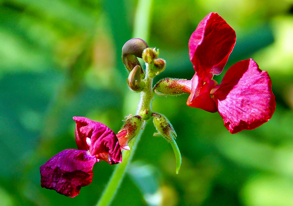 Two red and purple macroptilium lathyroides flowers and a small seed pod