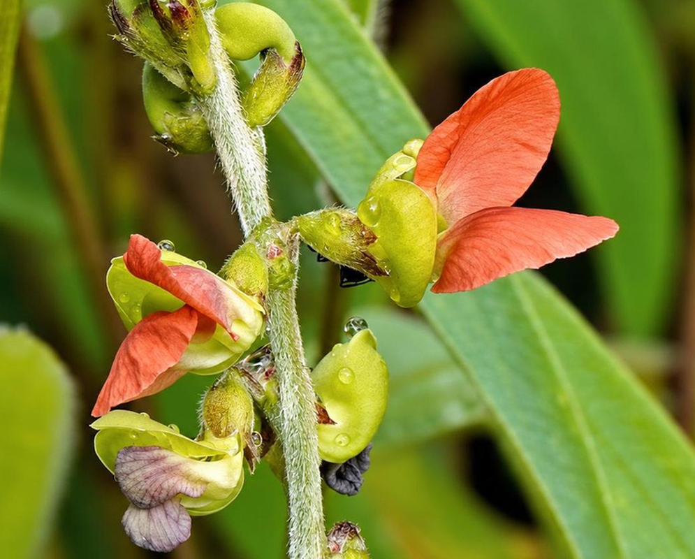 Orange Macroptilium prostratum flowers open beside green buds on a slender hairy stalk