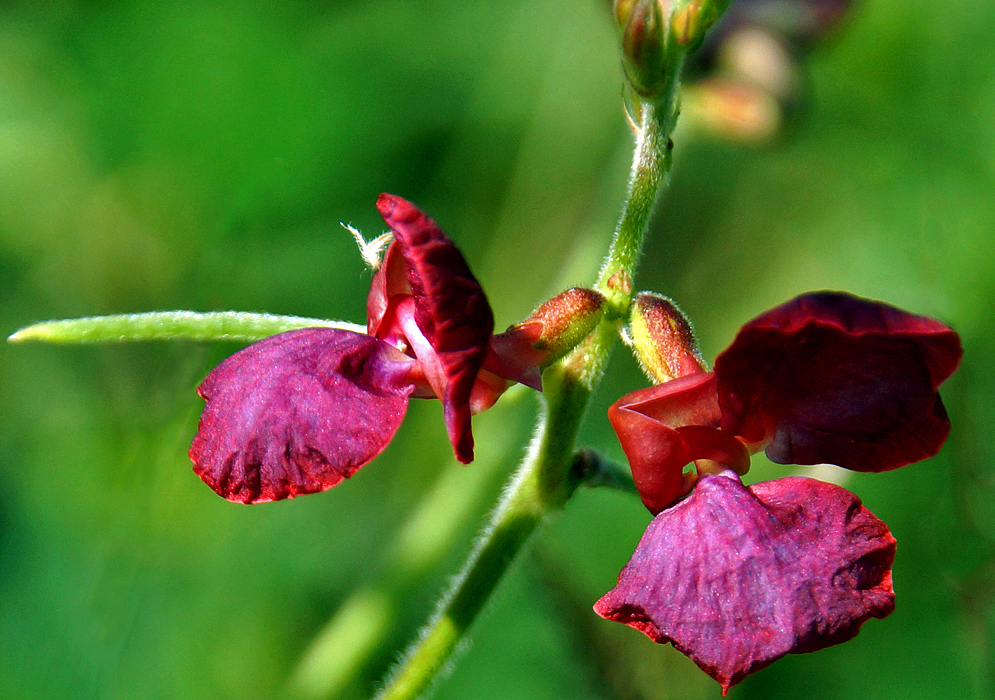 Two reddish purple macroptilium lathyroides flowers