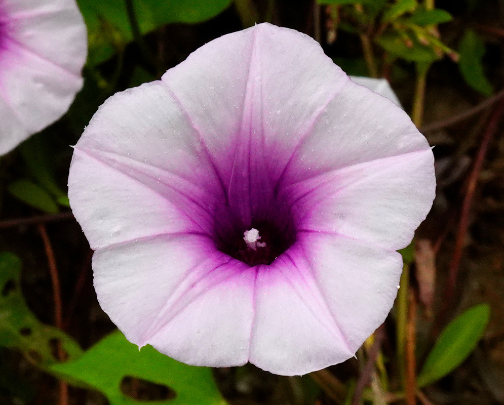 A single Ipomoea batatas flower with pale lavender petals and a rich magenta throat blooming above green heart-shaped leaves