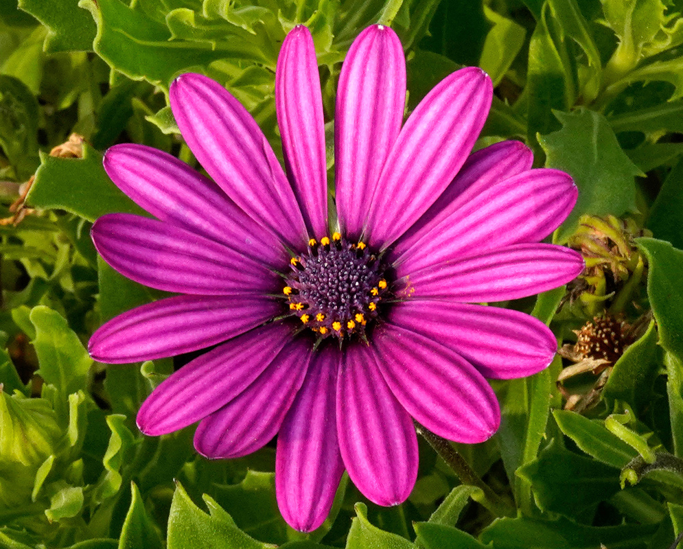 Magenta Dimorphotheca ecklonis Bloom A vivid magenta Dimorphotheca ecklonis flower with narrow petals radiating from a dark purple center accented by golden anthers