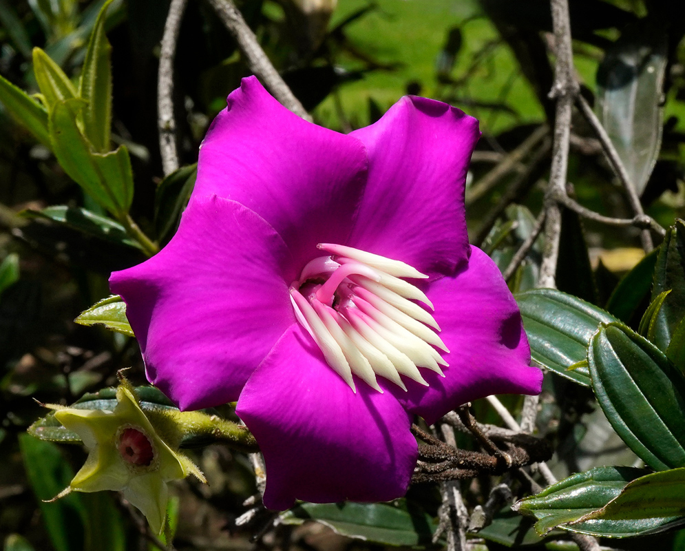 A Meriania speciosa bloom showing a vivid magenta corolla with a tightly arranged spiral of ivory stamens and a central curved style in full sunlight