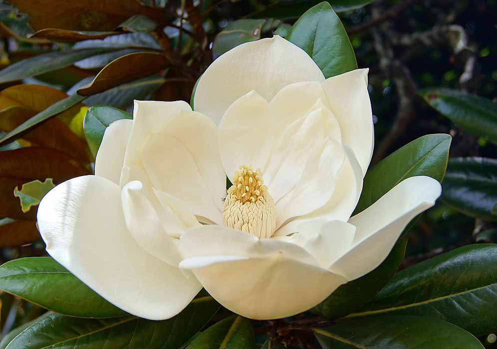 A pure white Magnolia grandiflora flower with cream color filaments