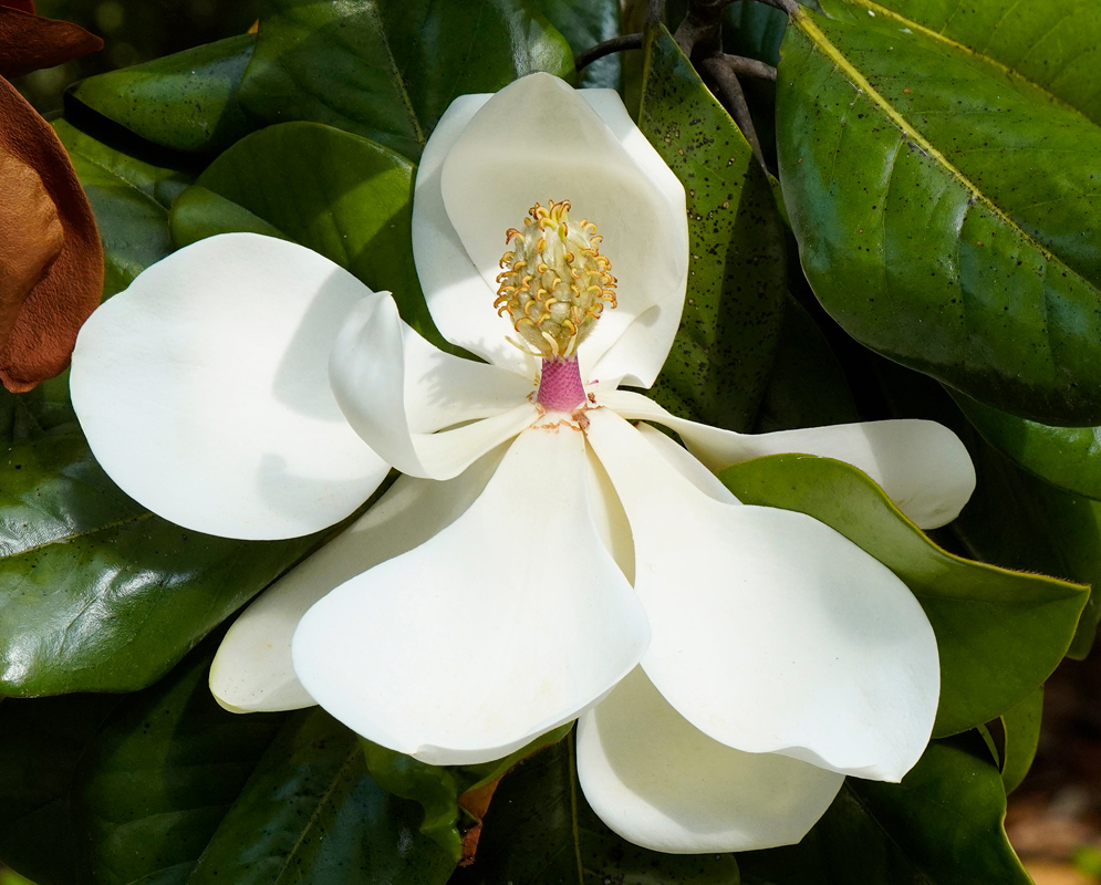 Magnolia grandiflora White Flower A large creamy white Magnolia grandiflora flower with smooth, curved petals and a prominent cone-shaped center, surrounded by glossy dark green leaves