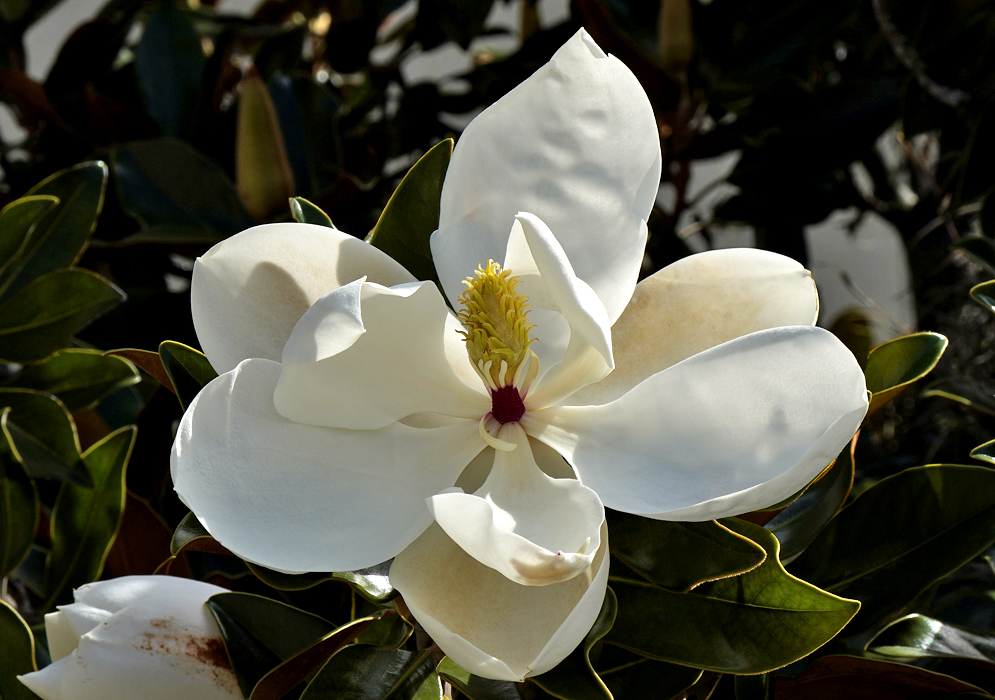 An aging Magnolia grandiflora flower with a red cone center and brown anthers