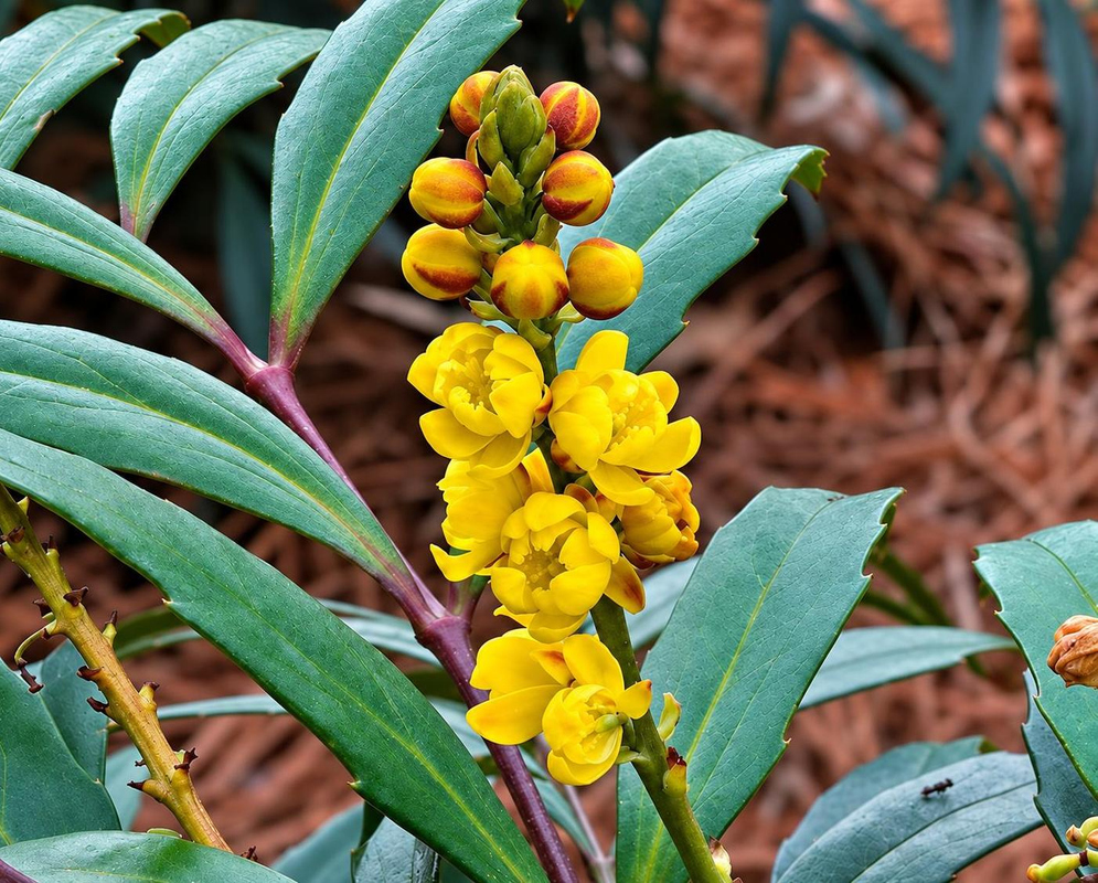 Bright yellow Mahonia confusa Narihira flowers and orange buds cluster along an upright reddish stalk
