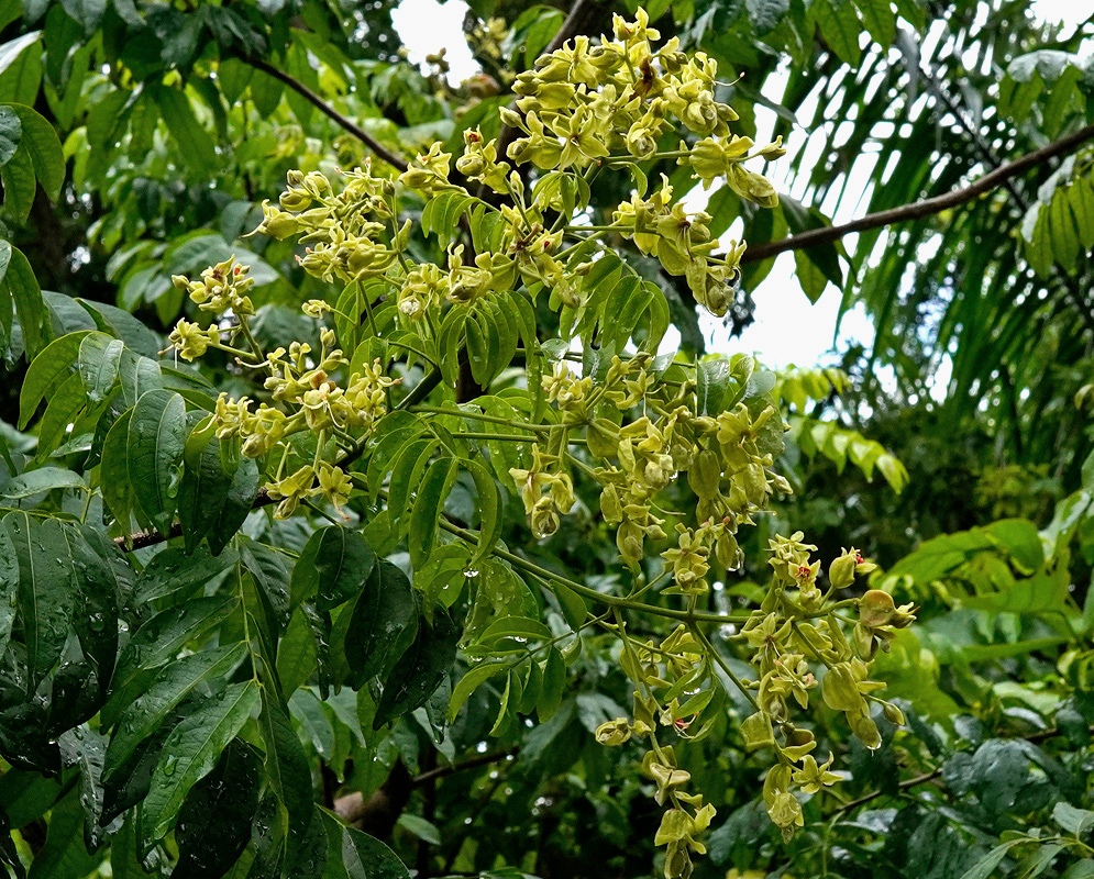 Pale green Majidea zanguebarica flower clusters spread across a leafy tree crown against blue sky