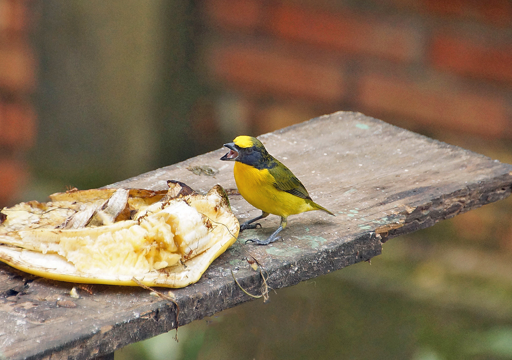 A Euphonia laniirostris with a yellow breast, belly and crown, a black mask and a green back on a bird feeder