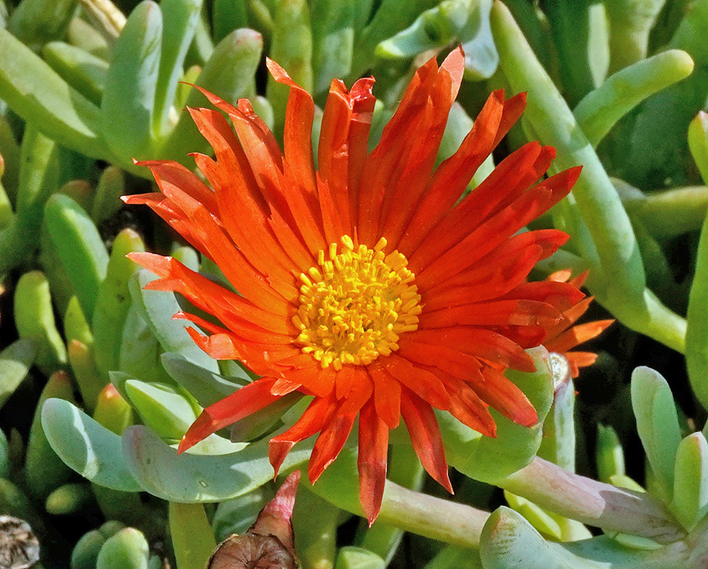 An orange-red Malephora crocea flower spreads narrow petals around a bright yellow centre beside succulent leaves