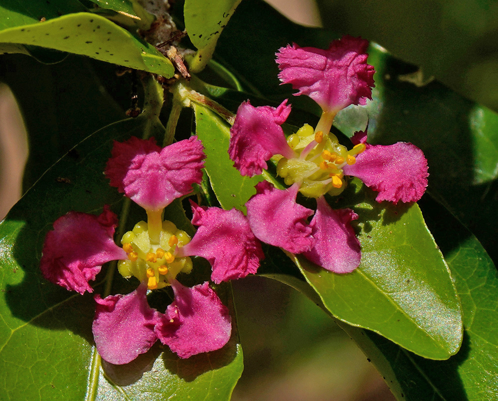 A bright pink Malpighia emarginata flower has five fringed petals surrounding yellow stamens
