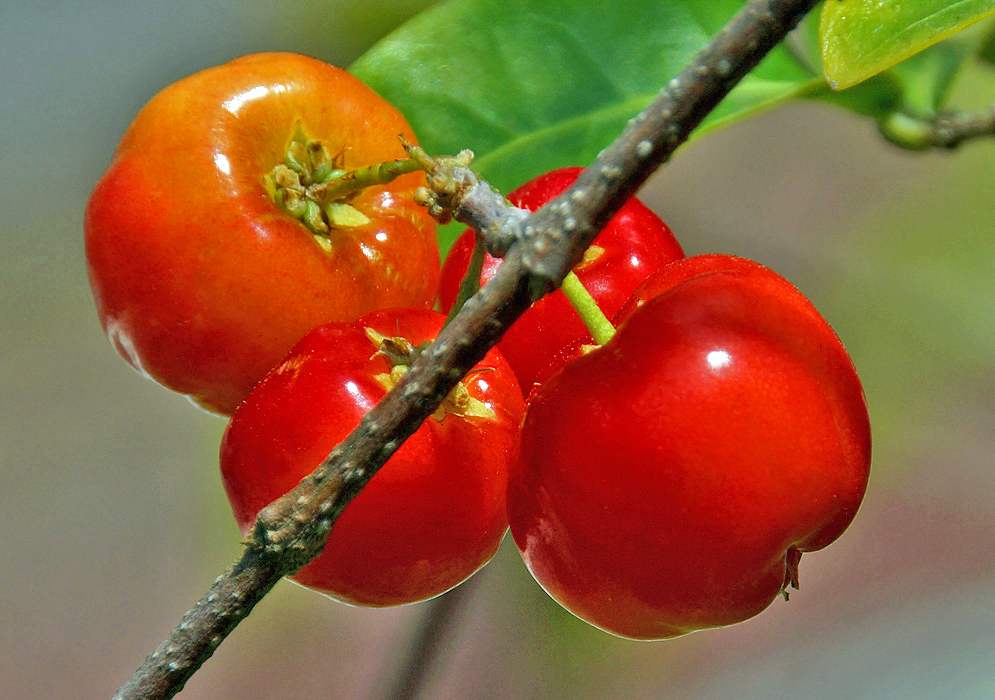 Four red Malpighia glabra cherries on the tree