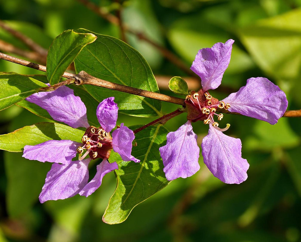 A pink-purple Malpighia punicifolia flower spreads five crinkled petals around a cluster of dark stamens