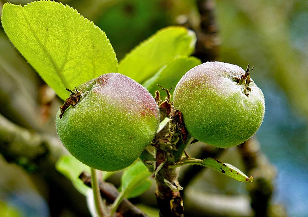 Two mostly green Malus domestica apples on a tree