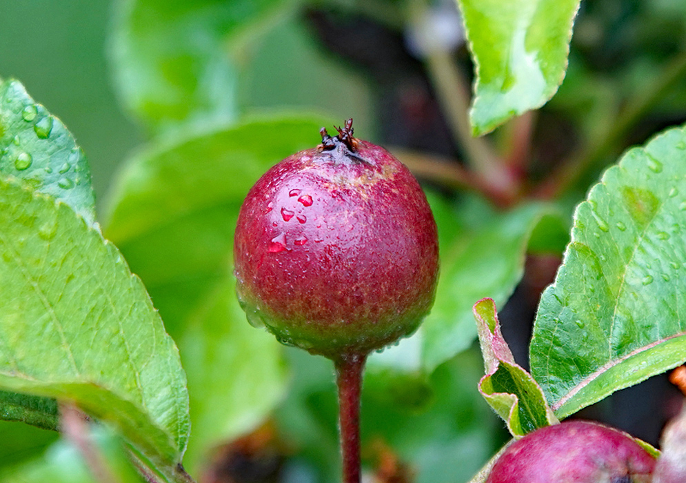 Malus domestica red apple on the tree covered in raindrops