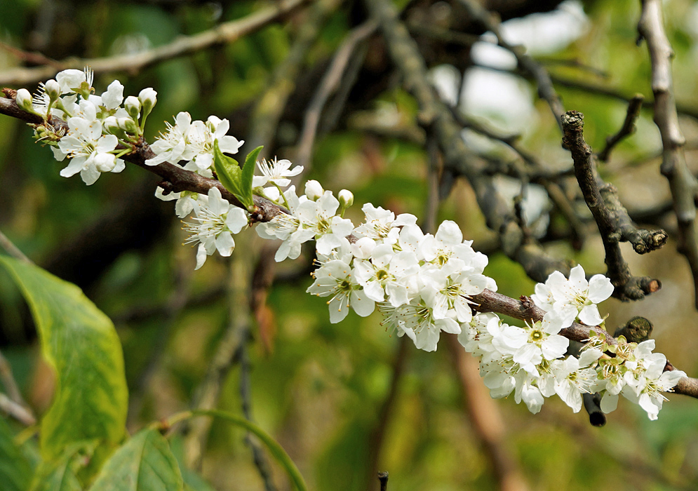 A Malus pumila branch with white flowers